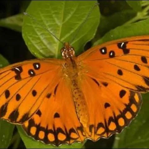 thumbnail for publication: Gulf Fritillary Butterfly, Agraulis vanillae (Linnaeus) (Insecta: Lepidoptera: Nymphalidae)